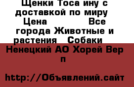 Щенки Тоса-ину с доставкой по миру › Цена ­ 68 000 - Все города Животные и растения » Собаки   . Ненецкий АО,Хорей-Вер п.